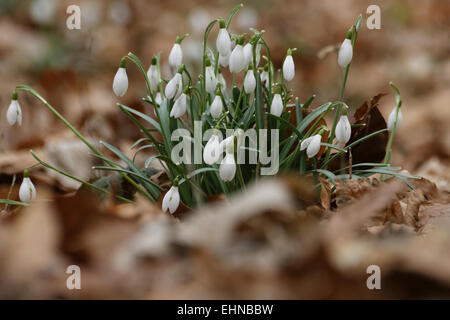 Poco snowdrop, Galanthus nivalis Foto Stock