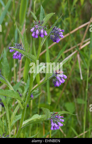 Consolida, Comfrey comune Foto Stock