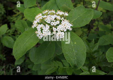 Viburnum lantana, Wayfaring Tree Foto Stock