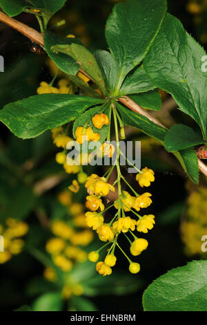 Crespino, Berberis vulgaris Foto Stock