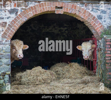 Hereford vacche guardando fuori dal loro penne in una pietra ad arco stalla in una fattoria in Wales UK Foto Stock