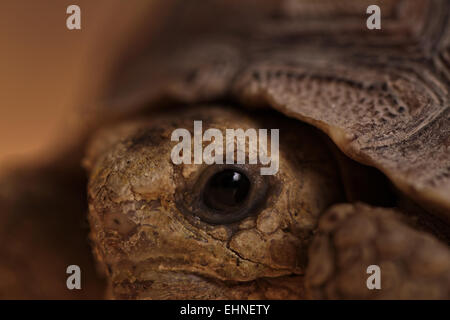 African spronato tartaruga macro occhio (close-up) Foto Stock