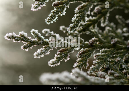 Bianco Cristallo di brina sul verde thuja ramoscello Foto Stock