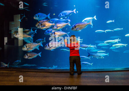 Baby boy guardando i pesci in un acquario. Foto Stock