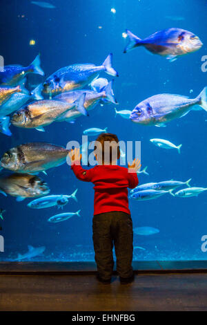 Baby boy guardando i pesci in un acquario. Foto Stock