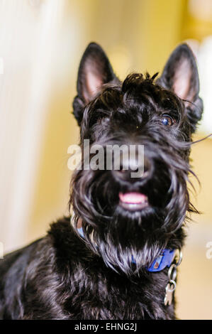 Maschio scottish terrier cane Foto Stock