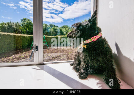 A scottish terrier si siede su un davanzale guardando fuori Foto Stock