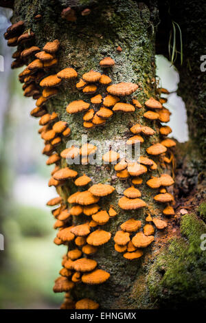 Funghi su un tronco di albero. Foto Stock