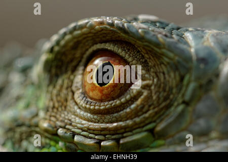 Macro di un fantastico iguana verde eye Foto Stock