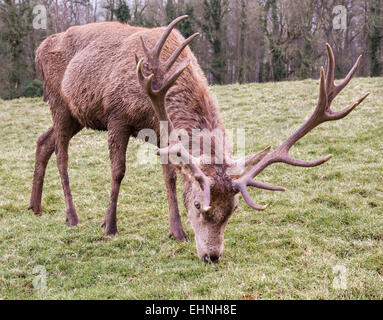 Dieci punto Red Deer Cervus elaphus stag di pascolare su erba smerigliato a Ashton Court Bristol REGNO UNITO
