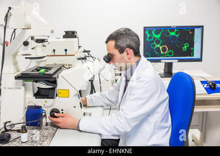 Analisi cellulaires en microscopie confocale, Equipe de recherche (ici post-doctorant) du laboratoire contrôle de la Réponse Immune B et Lymphoproliférations (CNRS/Université/CHU de Limoges), Laboratoire d'immunologie du Professeur Michel Cogné au CBRS, Foto Stock