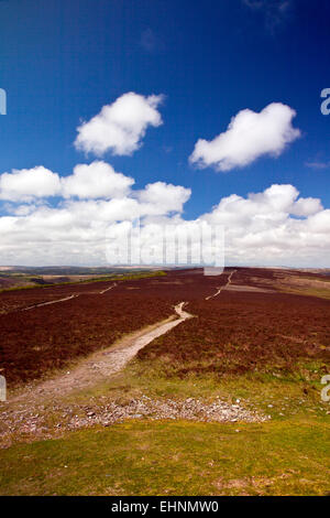 Guardando ad ovest dal vertice del Dunkery Beacon 1,705ft - il punto più alto di Exmoor e Somerset, Inghilterra, Regno Unito Foto Stock