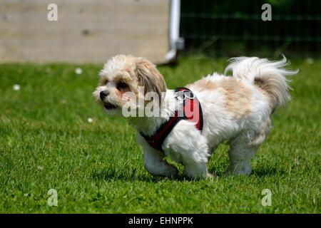 Cucciolo corre sul prato Foto Stock