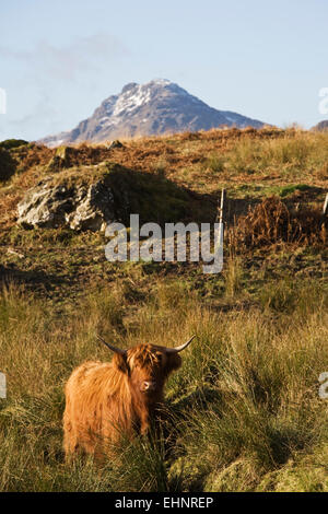 Highland mucca, vicino a Loch Arklet, Trossachs, Stirlingshire, Scozia Foto Stock