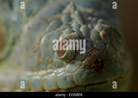 Macro di un fantastico iguana verde eye Foto Stock