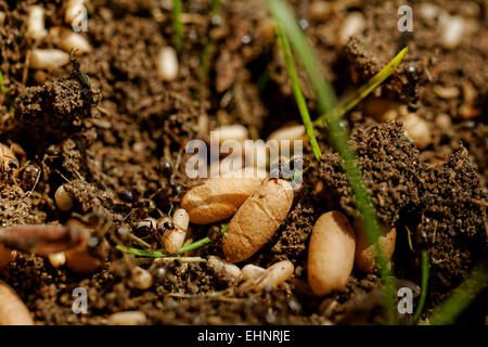 In Il Formicaio formiche in movimento le uova Foto Stock