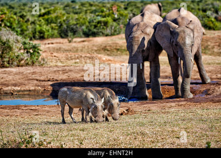 Facoceri (Phacochoerus africanus), Addo Elephant National Park, Capo orientale, Sud Africa Foto Stock