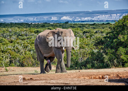 Grandi ragazzi bush africano Elefante africano (Loxodonta africana), Addo Elephant National Park, Capo orientale, Sud Africa Foto Stock