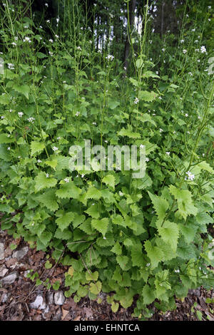 Aglio senape, Alliaria petiolata Foto Stock