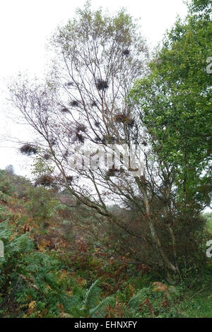 La strega ginestra, Taphrina betulina, una malattia fungina cause sporadica crescita woody sui rami di argento betulla Betula pendula, Foto Stock