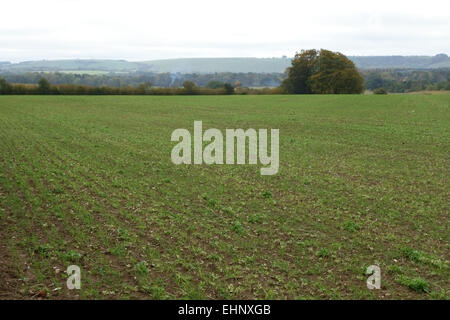 Volunteeer fave di germinare in un campo di giovani la pianticella di grano in autunno, Berkshire, Ottobre Foto Stock