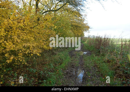 Un sentiero fangoso accanto a un legno chiaro con alberi in colore di autunno e di un terreno coltivato campo di cereali, West Woodhay, Berkshire, Novembre Foto Stock