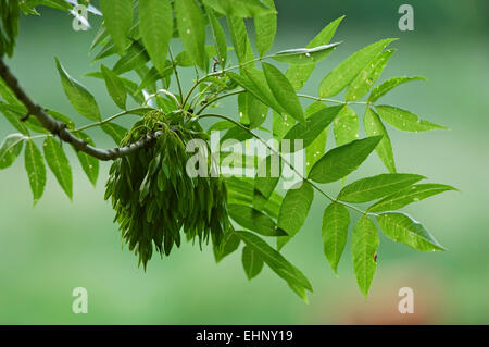 Frassino Europeo / cenere comune (Fraxinus excelsior) close up ramoscello con foglie e semi Foto Stock