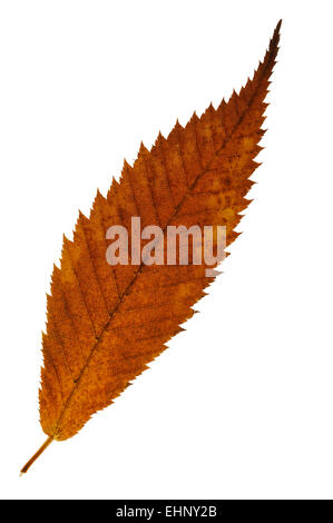 Carpino (acero Acer carpinifolium) foglie in autunno colori nativo Giappone contro uno sfondo bianco Foto Stock