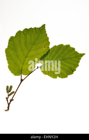 Comune di nocciolo (Corylus avellana) ramoscello con foglie e ramoscelli maschio contro uno sfondo bianco Foto Stock