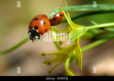 Red Ladybug in appoggio su una calda giornata di primavera Foto Stock