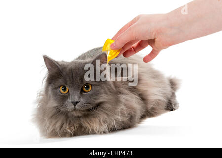 Proteggere il gatto da zecche e pulci Foto Stock