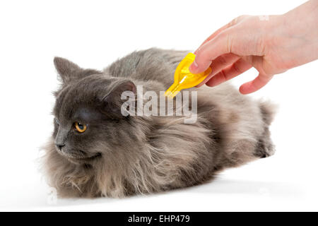 Proteggere il gatto da zecche e pulci Foto Stock