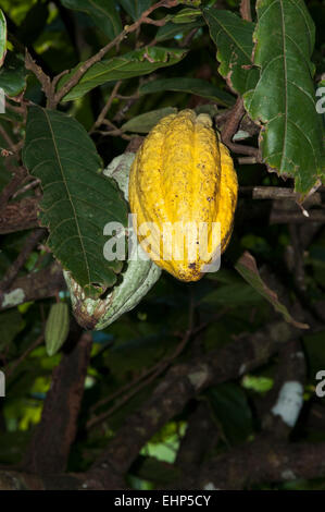 Grenada è un'isola tropicale nei Caraibi producendo un sacco di fava di cacao per la produzione di cioccolato. Foto Stock