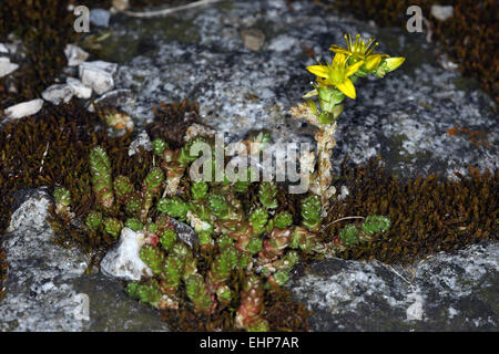 Sedum acre, Goldmoss Stonecrop Foto Stock