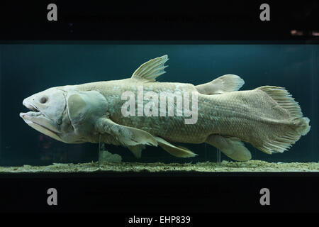 Esemplare di Coelacanthus (Latimeria chalumnae) esposti nel Museo di Storia Naturale (Naturhistorisches Museum) di Vienna in Austria. Foto Stock