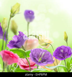 Bellissimi fiori eustoma. Foto Stock