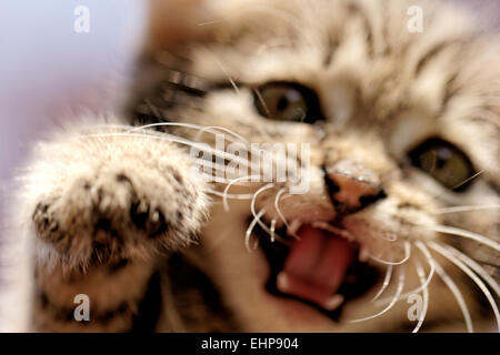 Chiudere in su su una faccia gattini ritratto Foto Stock