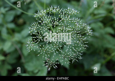 Mucca prezzemolo, Anthriscus sylvestris, seme head Foto Stock