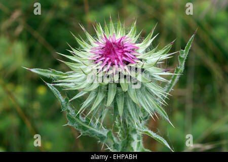 Carduus nutans, annuendo Thistle Foto Stock