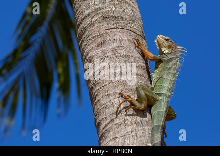 Iguana verde su un Palm tronco di albero Foto Stock