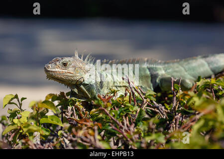Iguana verde ritratto seduto sul ramo Foto Stock