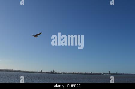 Flying seagull sul mare Foto Stock