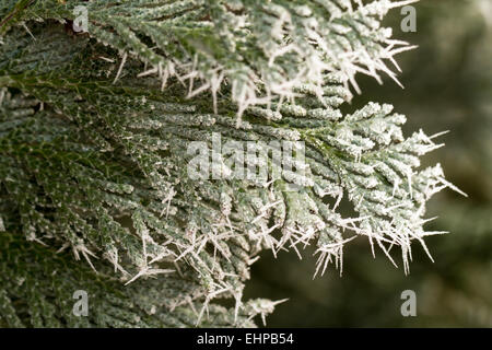 Brina su thuja ramoscello Foto Stock