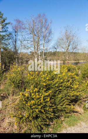Gorse giallo (Ulex Europaeus) a Frensham Laghetto vicino a Farnham, Surrey, Regno Unito in primavera in una giornata di sole Foto Stock