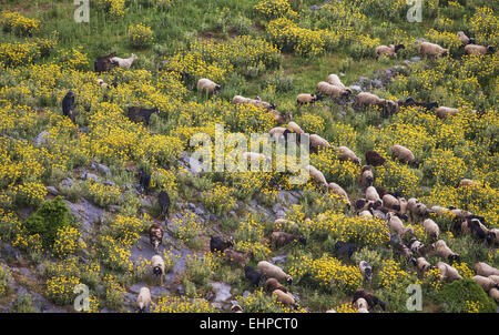 Un gregge di pecore e capre con una vecchia donna pastore in un prato fiorito nel nord di Eubea, nell isola di Eubea, Mar Egeo, Grecia Foto Stock