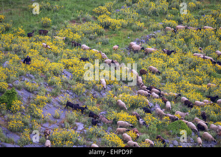 Un gregge di pecore e capre con una vecchia donna pastore in un prato fiorito nel nord di Eubea, nell isola di Eubea, Mar Egeo, Grecia Foto Stock