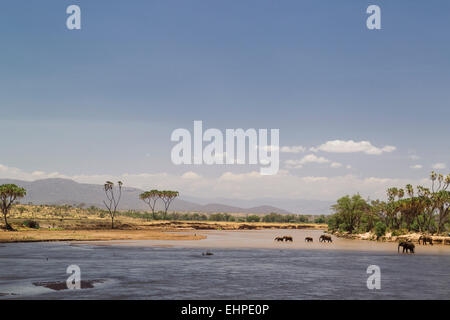 Elefante africano (Loxodonta africana) che attraversa un fiume Foto Stock
