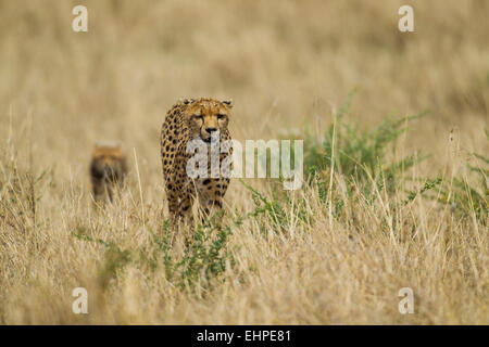 Ghepardo (Acinonyx jubatus) madre con i cuccioli Foto Stock