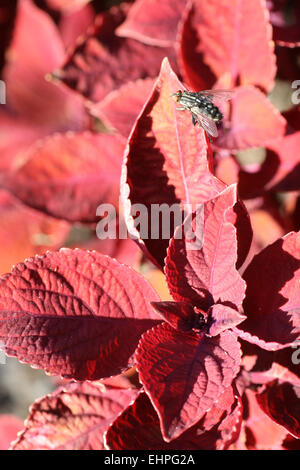 Solenostemon scutellarioides Foto Stock