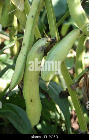 Vicia faba Foto Stock